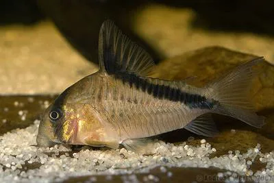 Bandit corydoras (Corydoras melini)