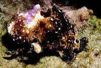 Bandtail frogfish (Antennatus strigatus)