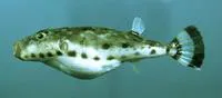 Bandtail puffer (Sphoeroides spengleri)