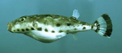 Bandtail puffer (Sphoeroides spengleri)