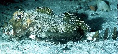 Bandtail searobin (Prionotus ophryas)
