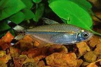 Bandtail tetra (Moenkhausia dichroura)