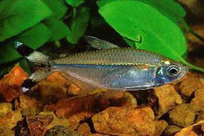 Bandtail tetra (Moenkhausia dichroura)