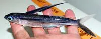 Bandwing flyingfish (Cheilopogon exsiliens)