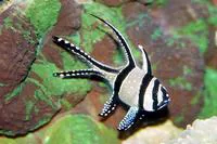 Banggai cardinal fish (Pterapogon kauderni)