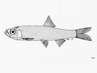 Bangkok river sprat (Corica laciniata)