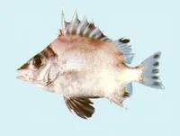 Banjofish (Banjos banjos)