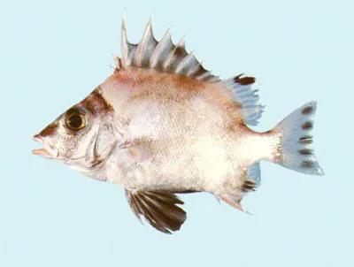 Banjofish (Banjos banjos)