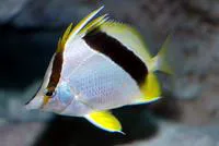 Bank butterflyfish (Prognathodes aya)