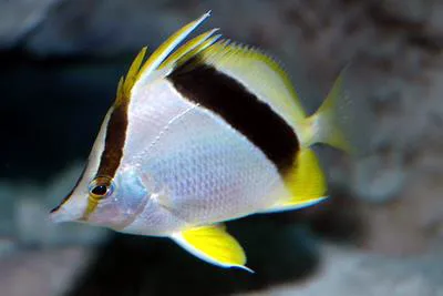 Bank butterflyfish (Prognathodes aya)