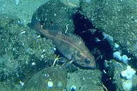 Bank rockfish (Sebastes rufus)