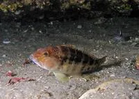 Bank sea bass (Centropristis ocyurus)