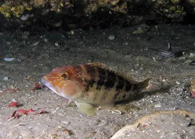 Bank sea bass (Centropristis ocyurus)