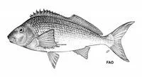 Bank steenbras (Chirodactylus grandis)