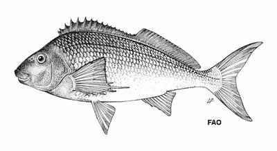 Bank steenbras (Chirodactylus grandis)