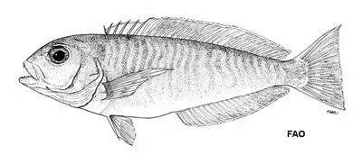 Bankslope tilefish (Caulolatilus dooleyi)