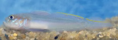 Banner goby (Microgobius microlepis)