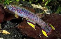 Banner lyretail (Aphyosemion calliurum)