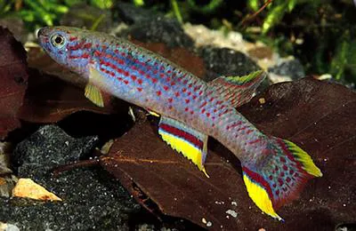 Banner lyretail (Aphyosemion calliurum)