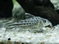 Bannertail catfish (Corydoras robineae)