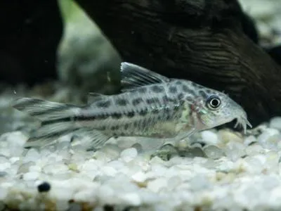 Bannertail catfish (Corydoras robineae)