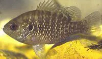 Bantam sunfish (Lepomis symmetricus)