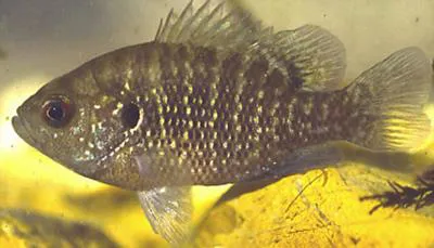 Bantam sunfish (Lepomis symmetricus)