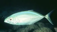 Bar jack (Caranx ruber)