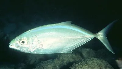 Bar jack (Caranx ruber)