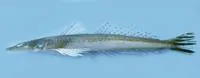Bar-tailed flathead (Platycephalus endrachtensis)