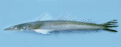 Bar-tailed flathead (Platycephalus endrachtensis)