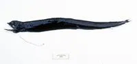 Barbate dragonfish (Eustomias enbarbatus)