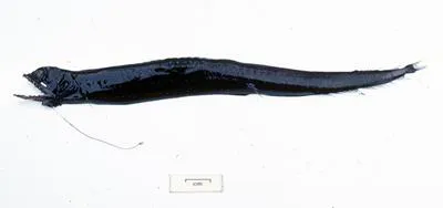 Barbate dragonfish (Eustomias enbarbatus)