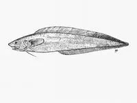 Barbed brotula (Selachophidium guentheri)
