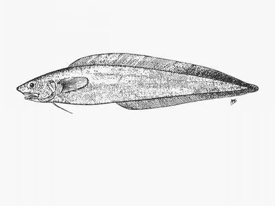 Barbed brotula (Selachophidium guentheri)
