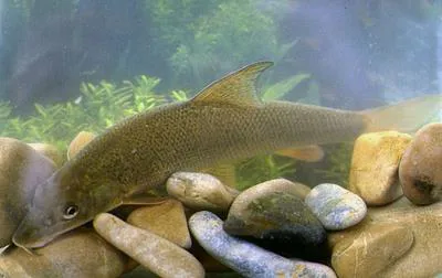 Barbel (Barbus barbus)