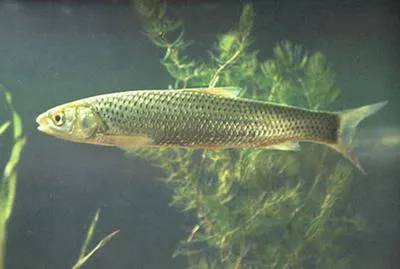 Barbel chub (Squaliobarbus curriculus)