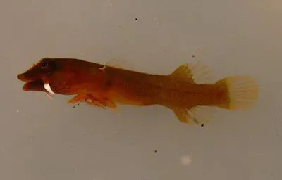 Barbel clingfish (Apletodon barbatus)
