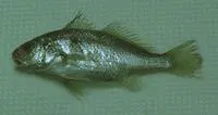 Barbel drum (Ctenosciaena gracilicirrhus)