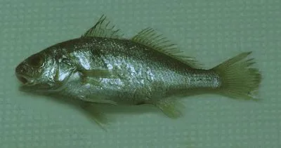 Barbel drum (Ctenosciaena gracilicirrhus)