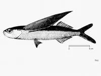Barbel flyingfish (Exocoetus monocirrhus)