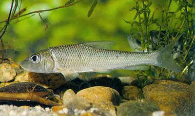 Barbel steed (Hemibarbus labeo)