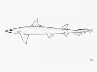 Barbeled houndshark (Leptocharias smithii)