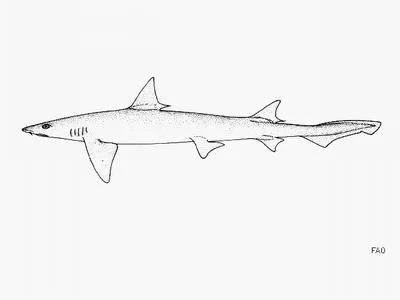 Barbeled houndshark (Leptocharias smithii)
