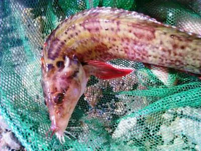 Barbelled klipfish (Cirrhibarbis capensis)