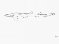 Barbelthroat carpetshark (Cirrhoscyllium expolitum)