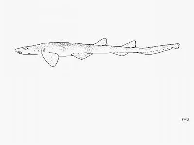 Barbelthroat carpetshark (Cirrhoscyllium expolitum)