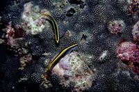 Barber goby (Elacatinus figaro)