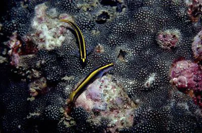 Barber goby (Elacatinus figaro)