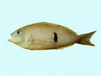 Barber perch (Caesioperca rasor)